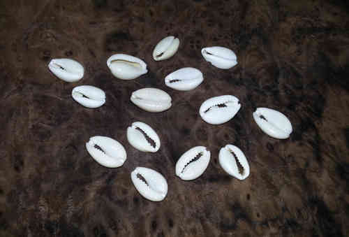 VOODOO KAURI SHELLS - Anointed, sacred & ready to use!