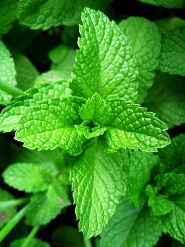 100% ESSENTIAL OIL - PEPPERMINT