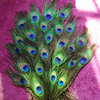 XXL REAL PEACOCK-FEATHER ca. 25-30cm
