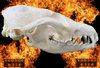 REAL FOX-SKULL (PROFESSIONAL PREPARATION FOR YOUR ALTAR!) JUST ONE PIECE IN STOCK!