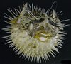REAL BLOWFISH (PERFECT CONDITION) WITH HANGER