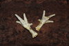 VOODOO CHICKEN FOOT "ALBINO" (ANOINTED AND PREPARED!)